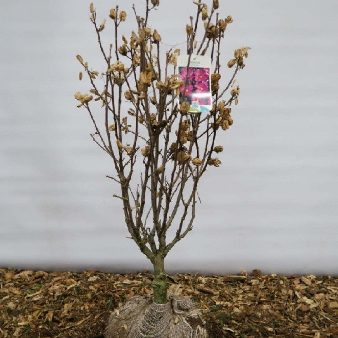 Hibiscus syriacus 'Pink Giant'