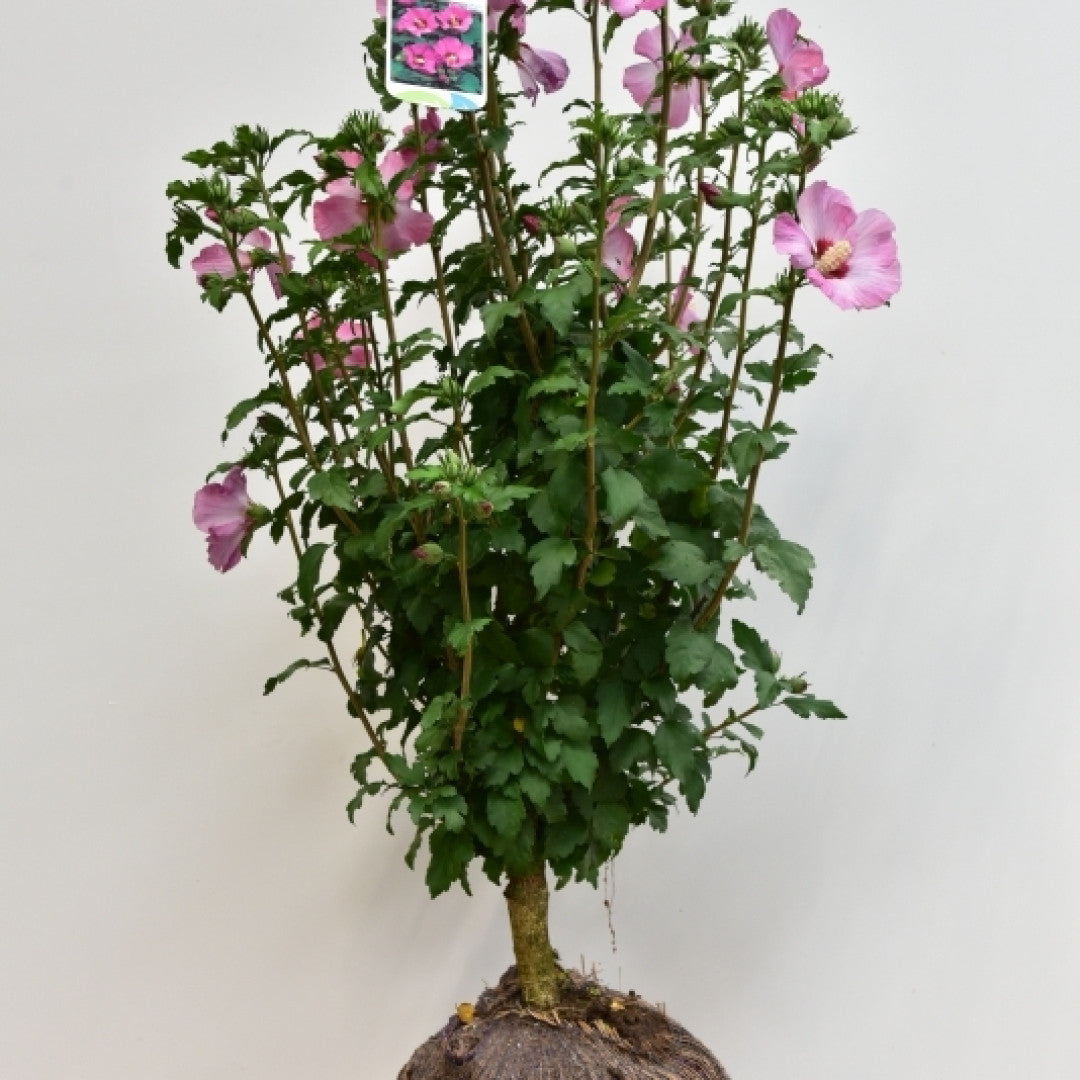Hibiscus syriacus 'Pink Giant'