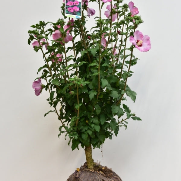 Hibiscus syriacus 'Pink Giant'