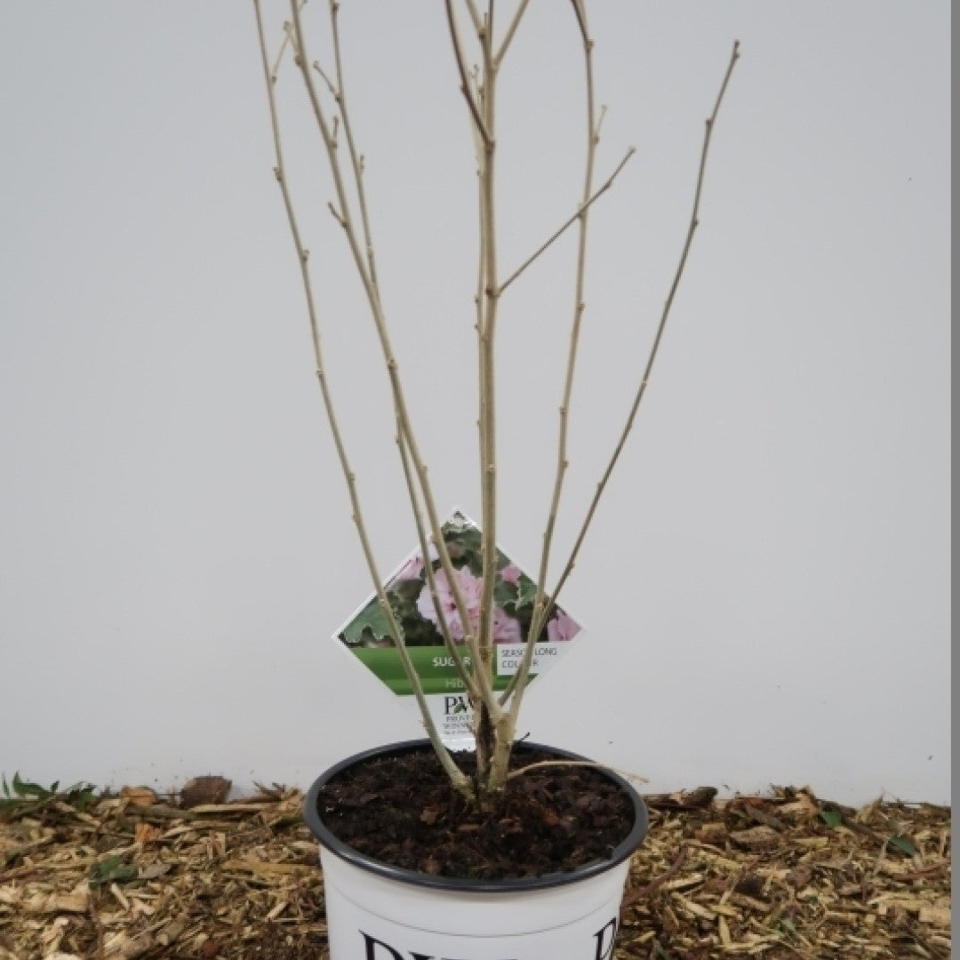 Hibiscus syriacus Sugar Tip