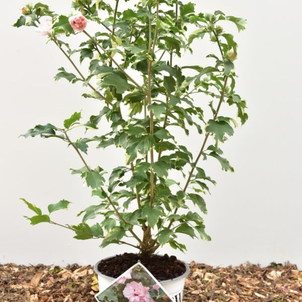 Hibiscus syriacus Sugar Tip