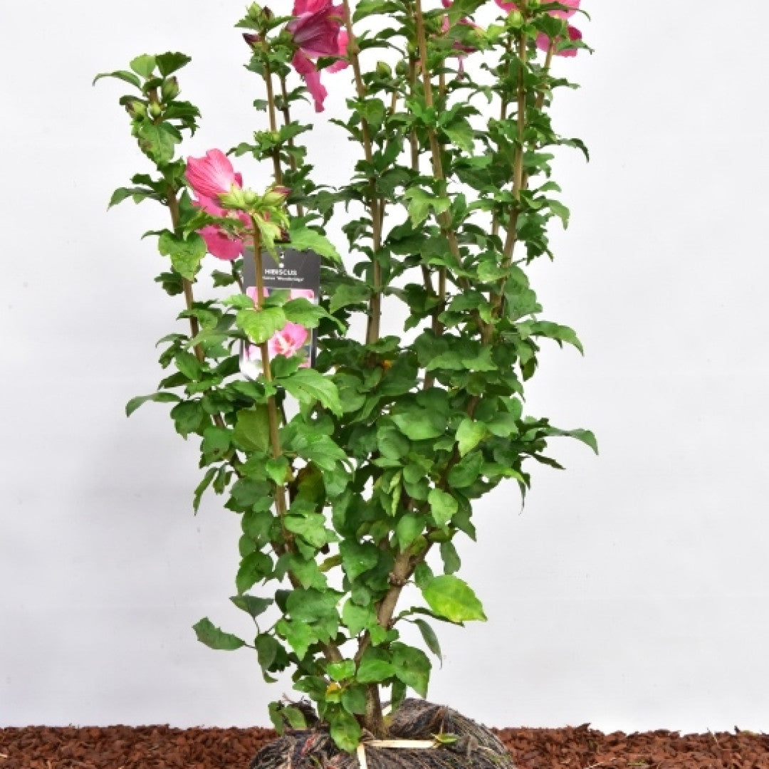 Hibiscus syriacus 'Woodbridge'