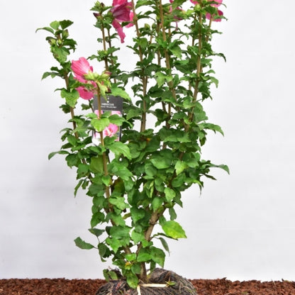 Hibiscus syriacus 'Woodbridge'