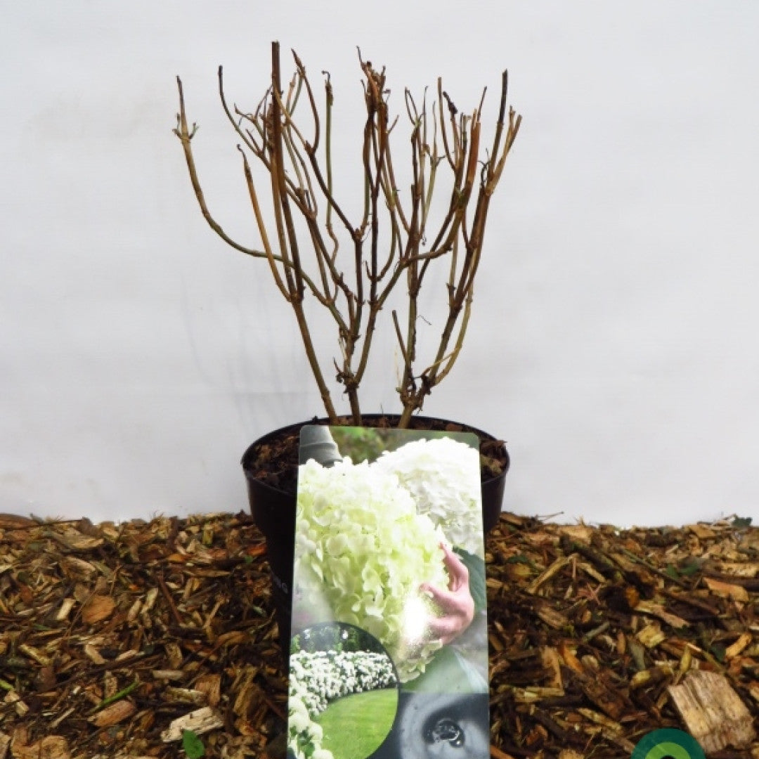Hydrangea arb. 'Incrediball' ® (= 'Strong Annabelle' ®)