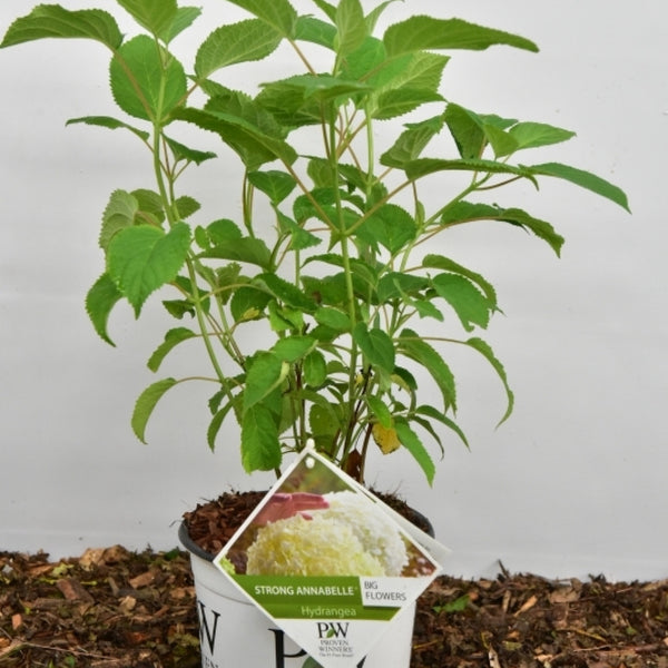 Hydrangea arb. 'Incrediball' ® (= 'Strong Annabelle' ®)
