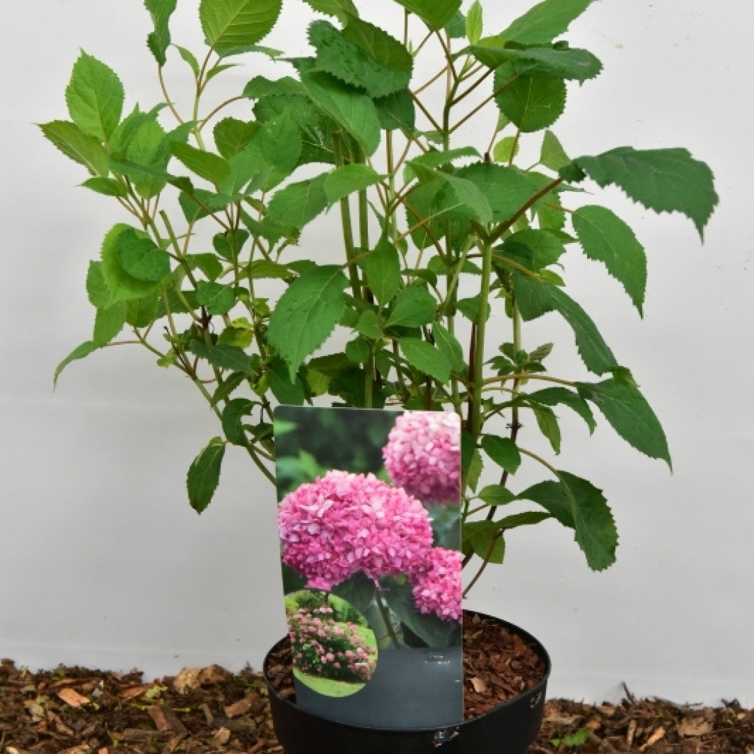 Hydrangea arb. 'Invincibelle' ® (= 'Pink Annabelle' ®)