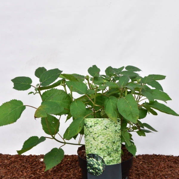 Hydrangea arborescens 'Lime Ricky' ®