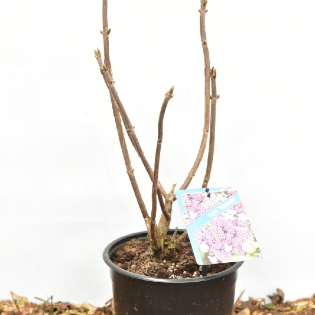 Hortensia (Hydrangea aspera) 'Macrophylla'