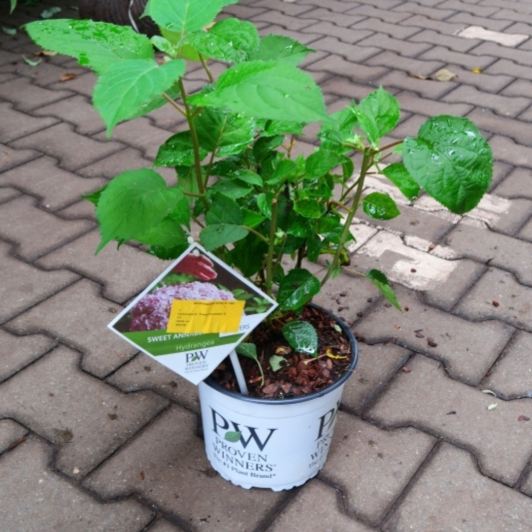 Hydrangea arborescens 'Sweet Annabelle' ®