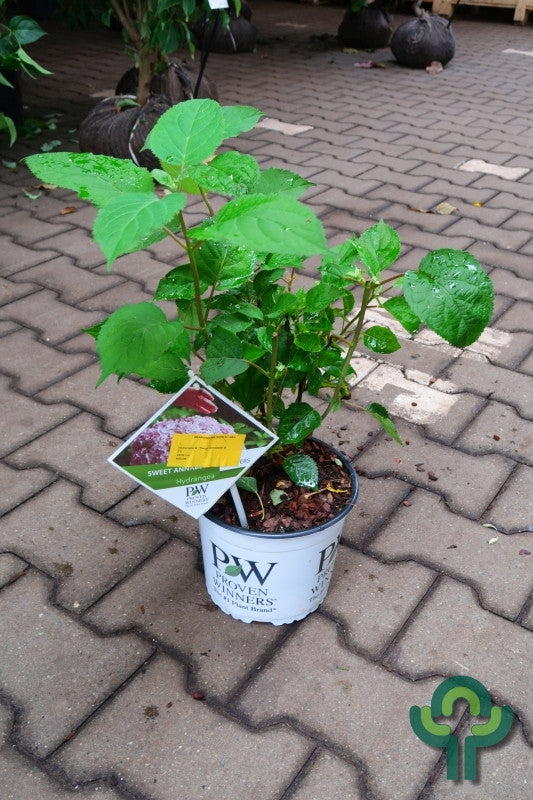 Hydrangea arborescens 'Sweet Annabelle' ®