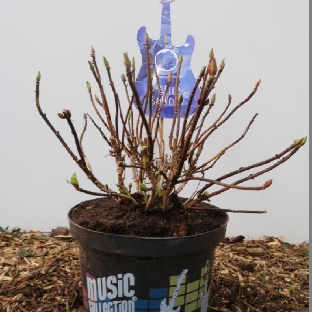 Hydrangea macr. Music Collection Blue Ballad