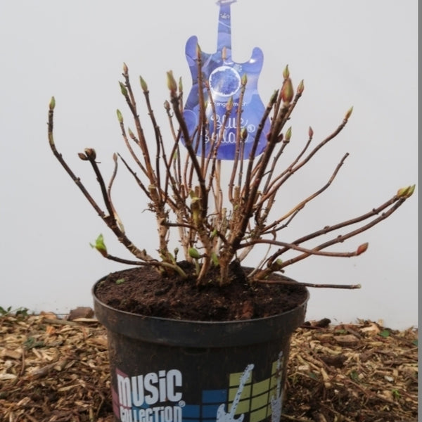 Hydrangea macr. Music Collection Blue Ballad