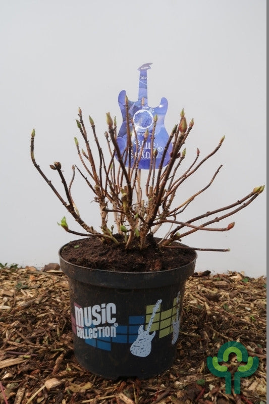 Hydrangea macr. Music Collection Blue Ballad