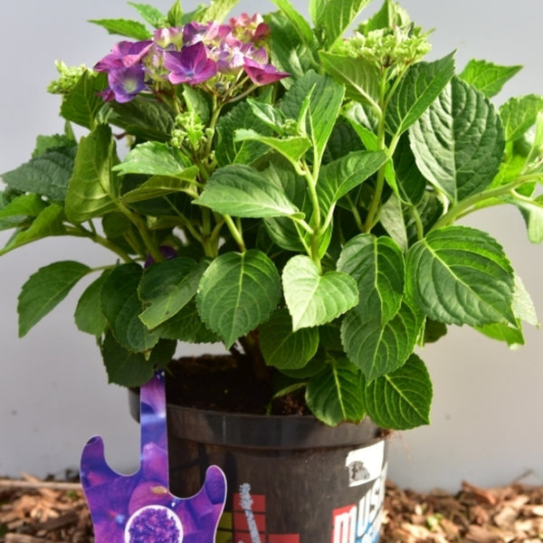 Hydrangea macr. Music Collection Deep Purple Dance
