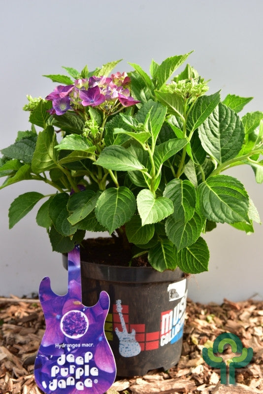 Hydrangea macr. Music Collection Deep Purple Dance