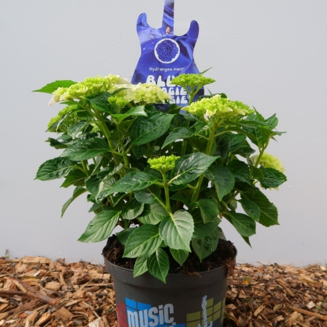 Hydrangea macr. Music Collection Blue Boogiewoogie