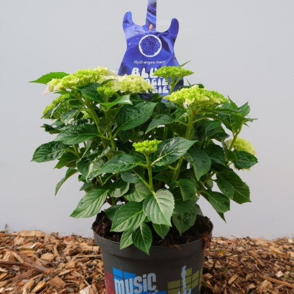 Hydrangea macr. Music Collection Blue Boogiewoogie