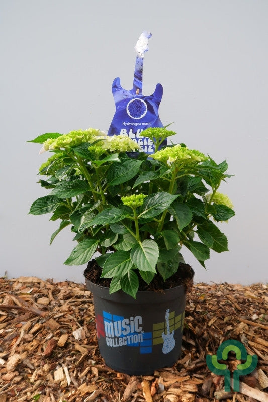 Hydrangea macr. Music Collection Blue Boogiewoogie