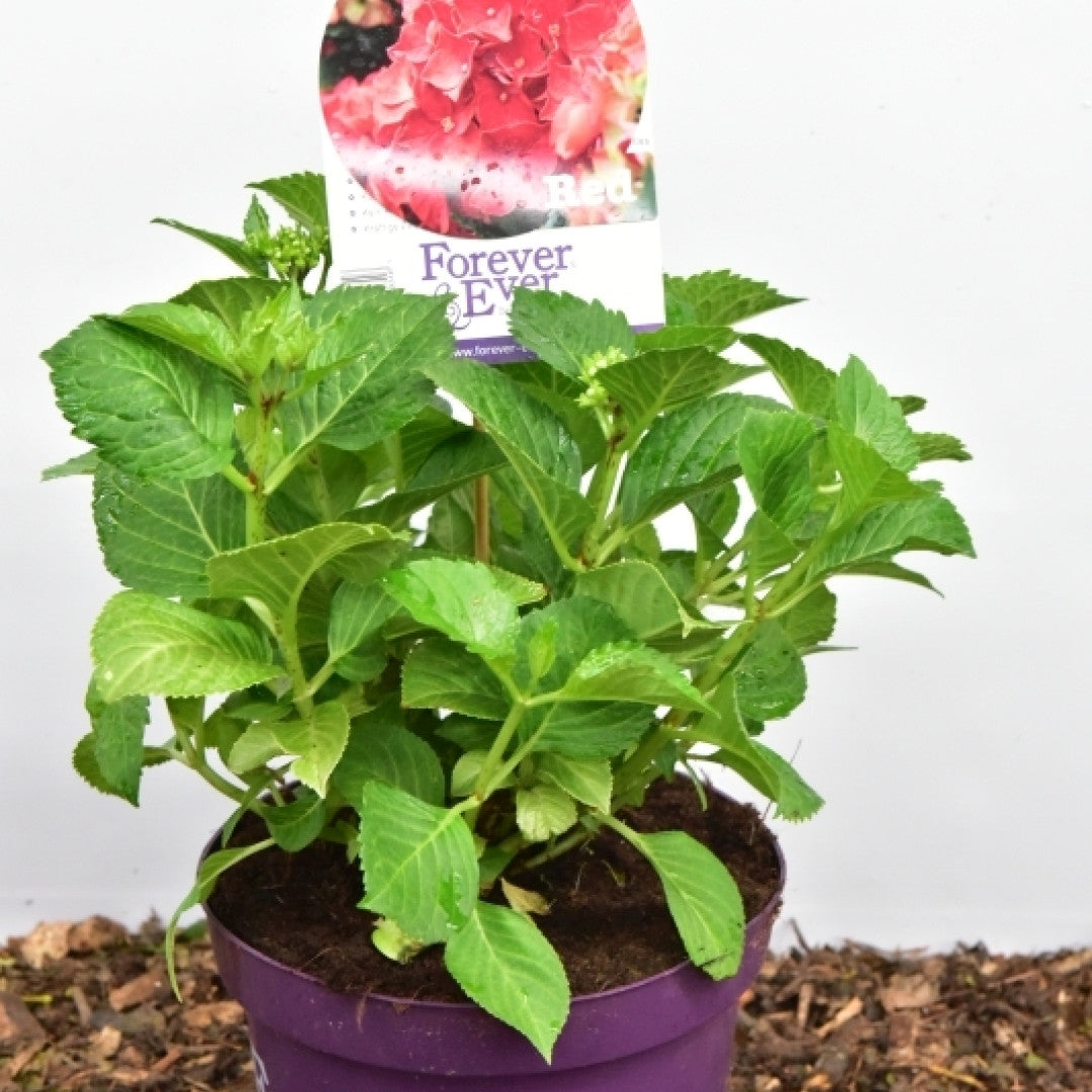 Hydrangea Forever & Ever Red ®