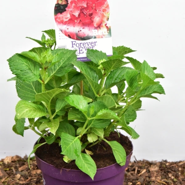 Hydrangea Forever & Ever Red ®
