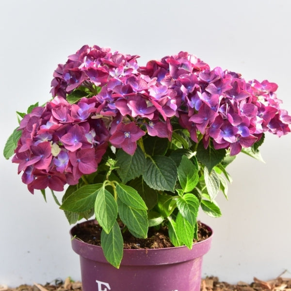 Hydrangea Forever & Ever Purple ®