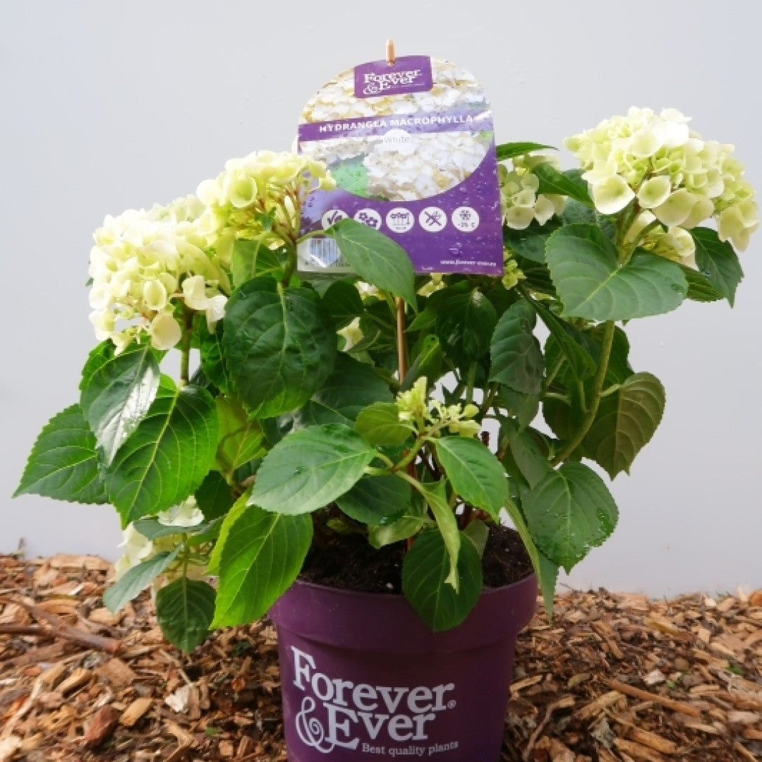 Hydrangea Forever & Ever White ®