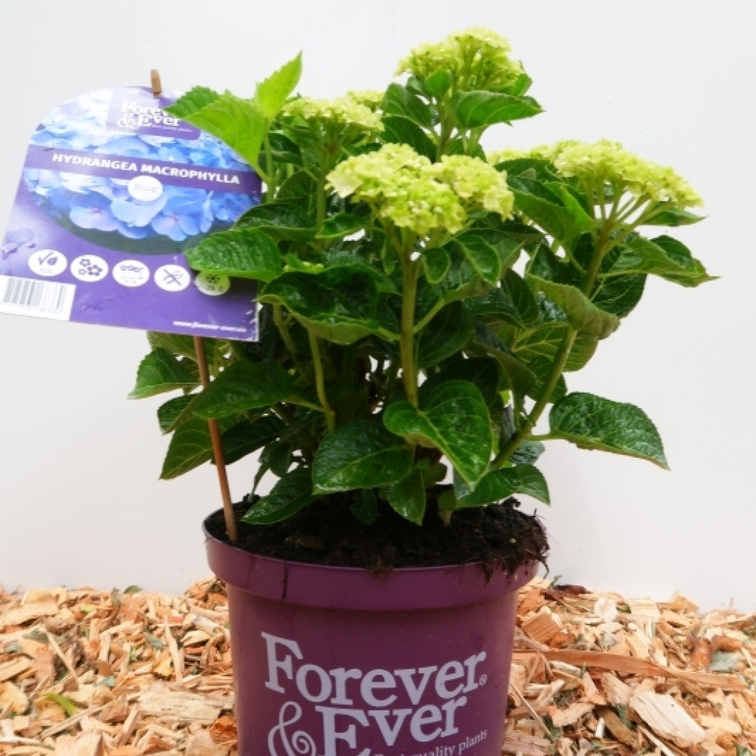 Hydrangea Forever & Ever Blue ®
