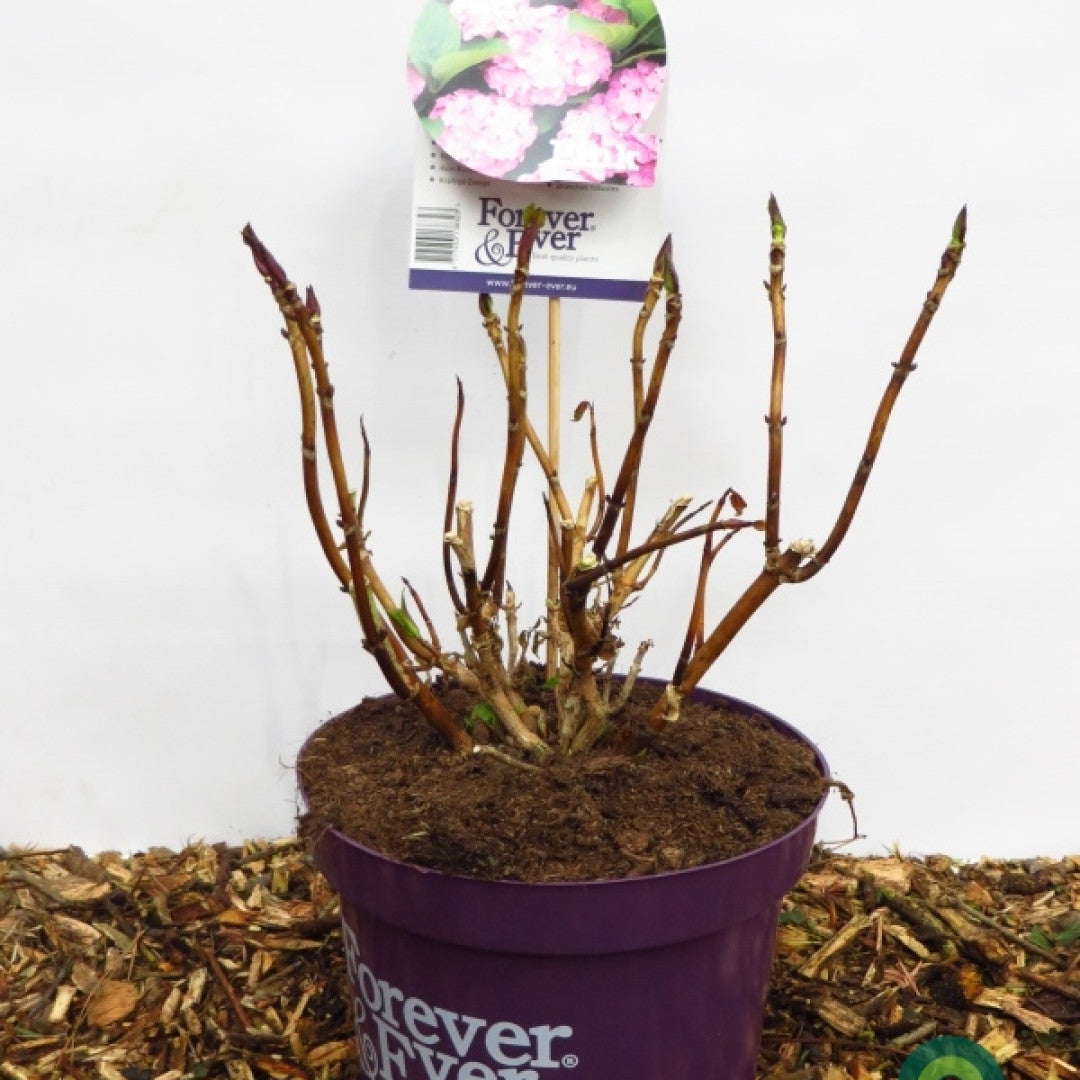 Hydrangea Forever & Ever Pink ®