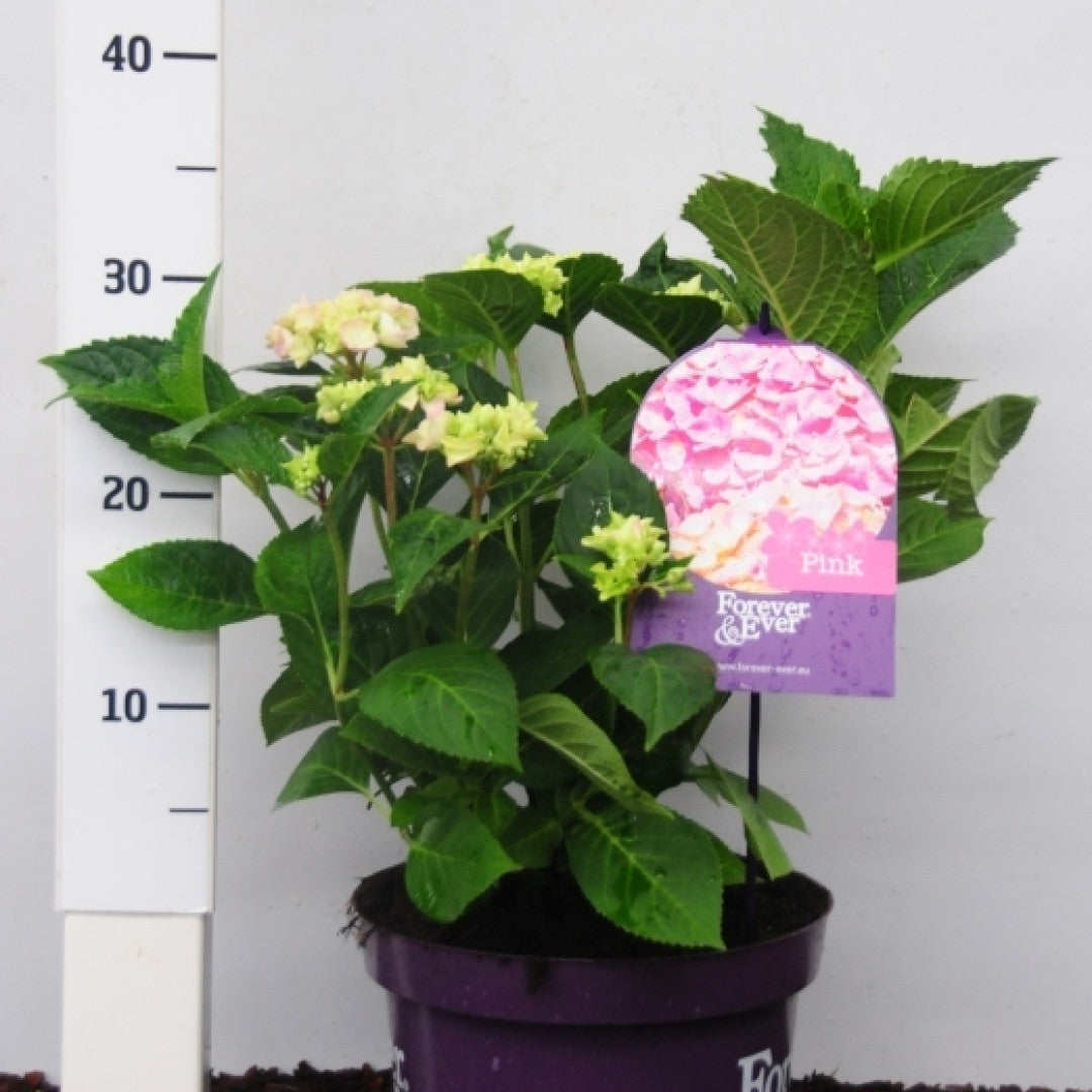 Hydrangea Forever & Ever Pink ®