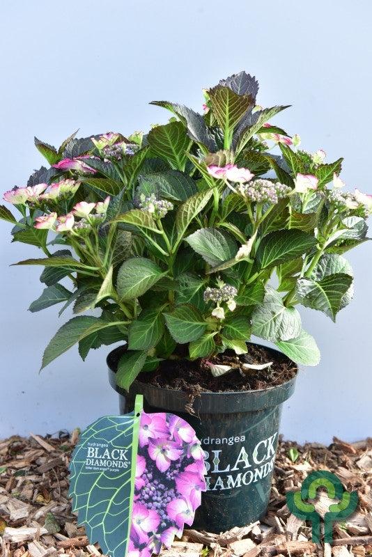 Hydrangea macrophylla 'Black Diamonds'