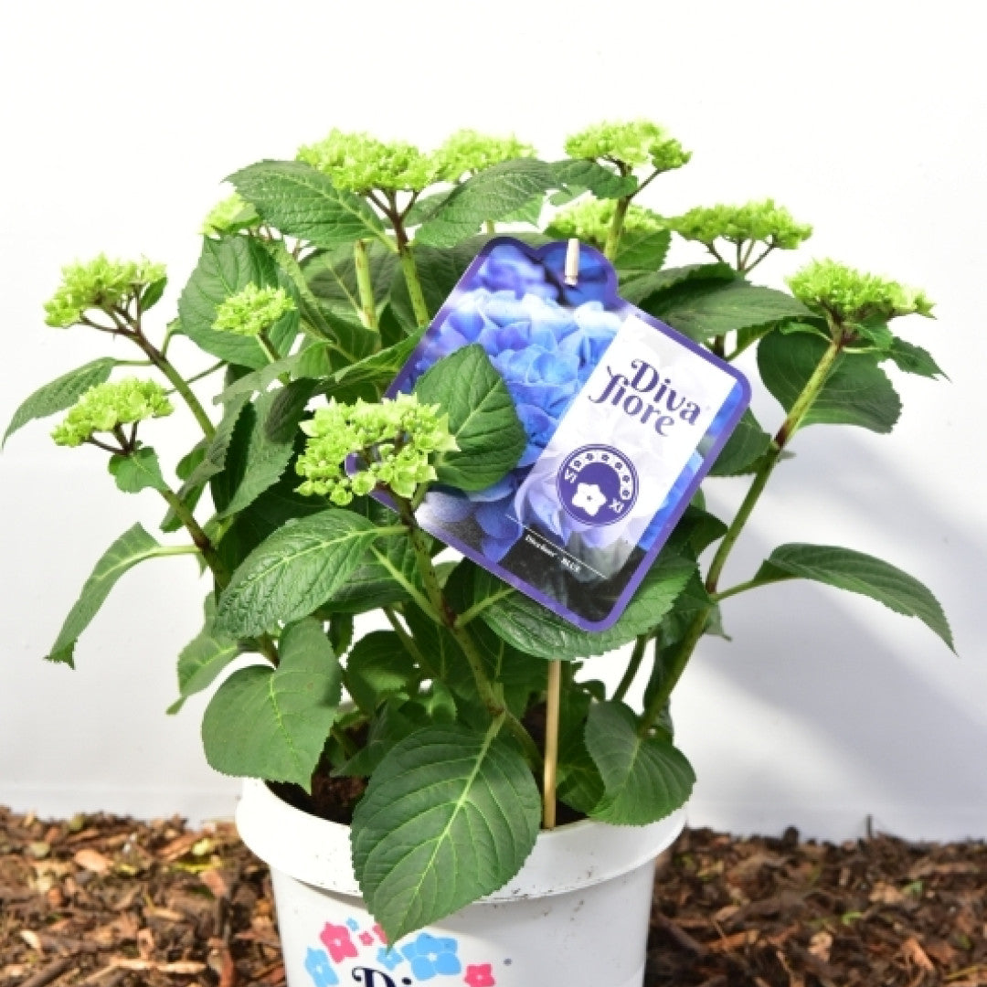 Hydrangea macrophylla 'Diva Fiore' - Blauw