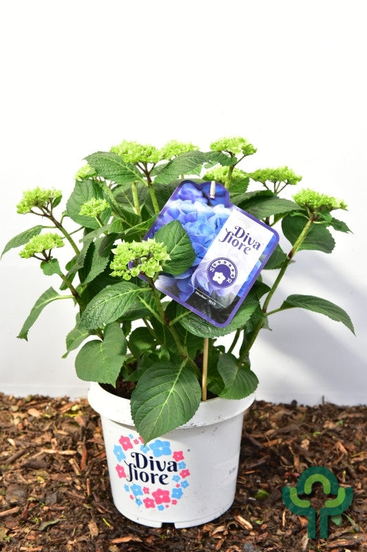 Hydrangea macrophylla 'Diva Fiore' - Blauw