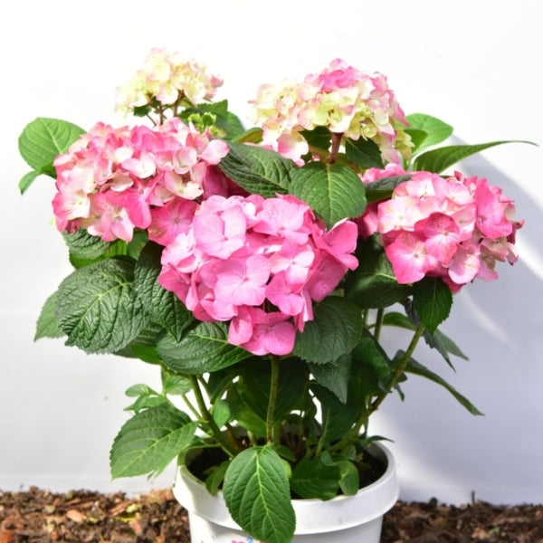 Hydrangea macrophylla 'Diva Fiore' - Roze