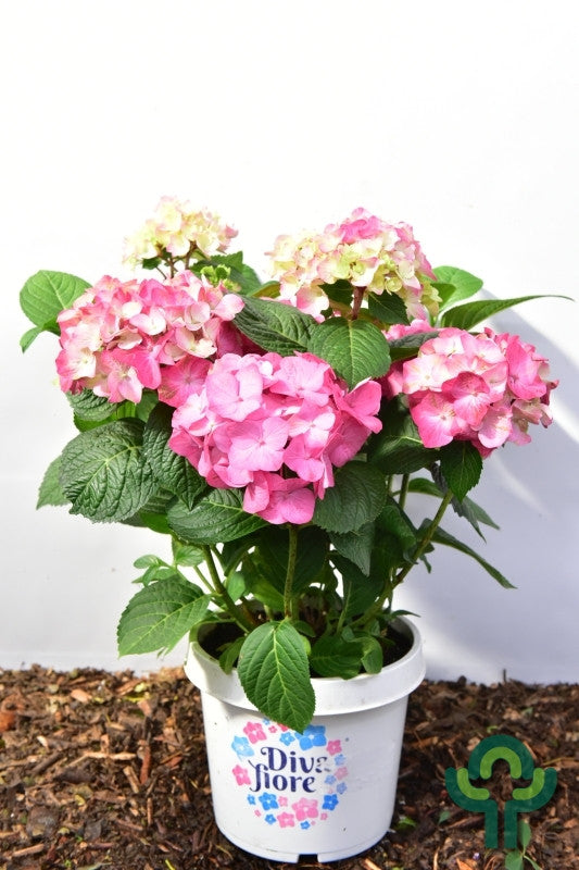 Hydrangea macrophylla 'Diva Fiore' - Roze