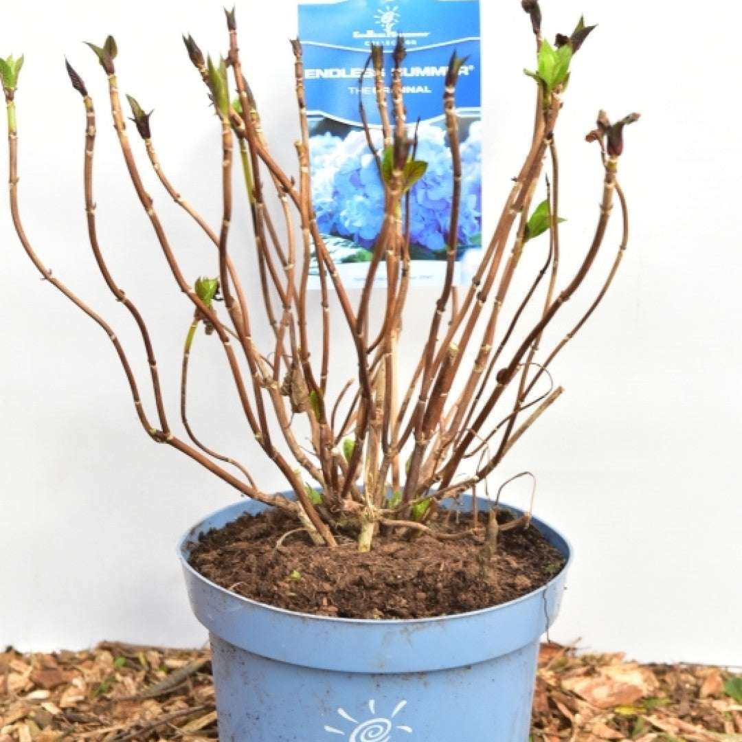 Hydrangea macr. Endl. Summer ® Bloomstar - Blue