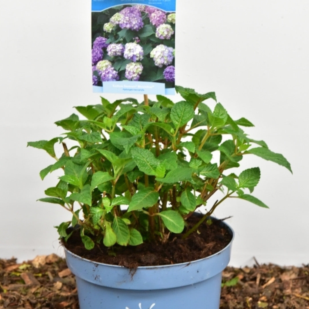 Hydrangea macr. Endl. Summer ® Bloomstar - Blue