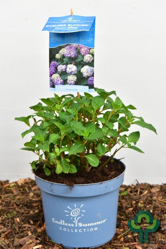 Hydrangea macr. Endl. Summer ® Bloomstar - Blue