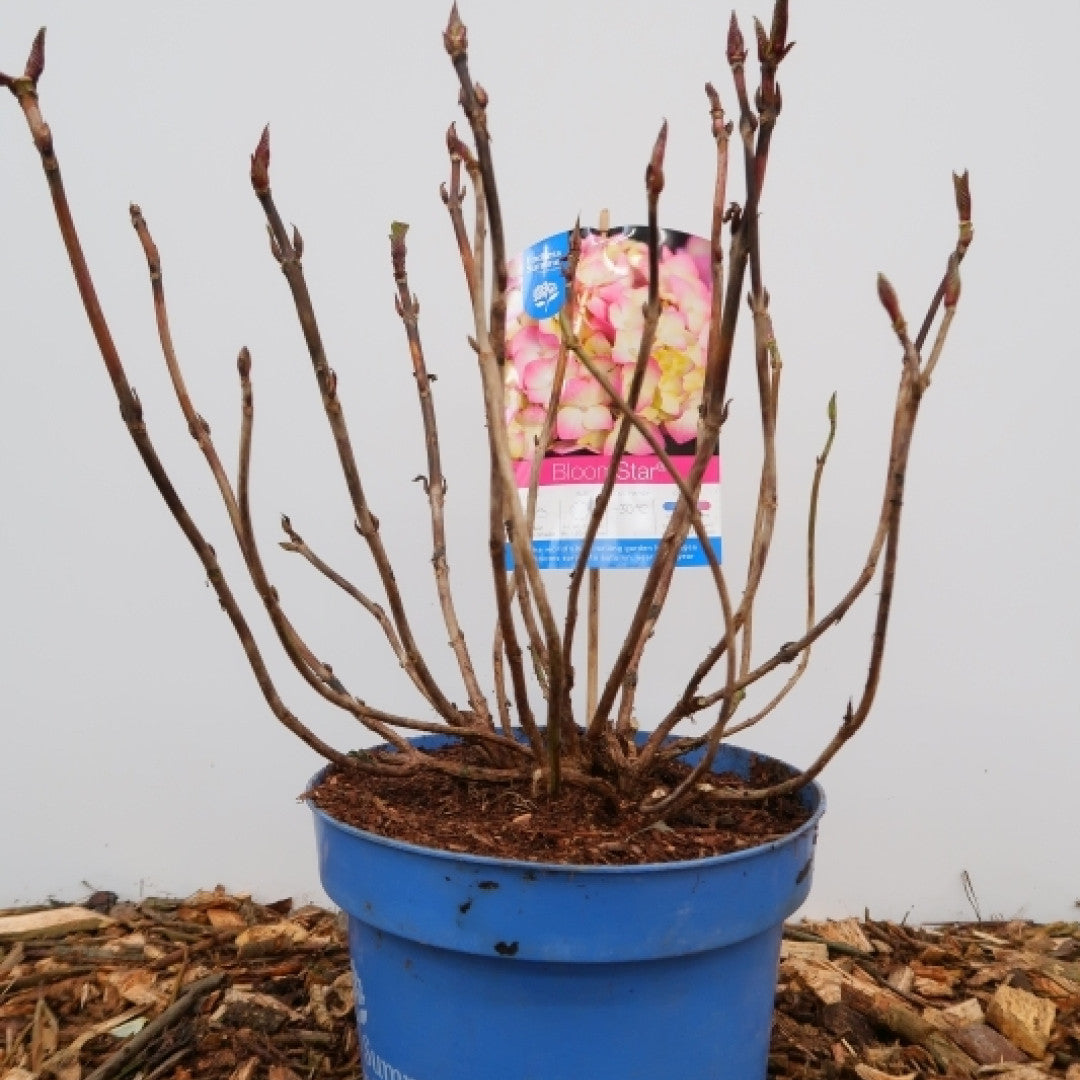 Hydrangea macr. Endl. Summer ® Bloomstar - Pink