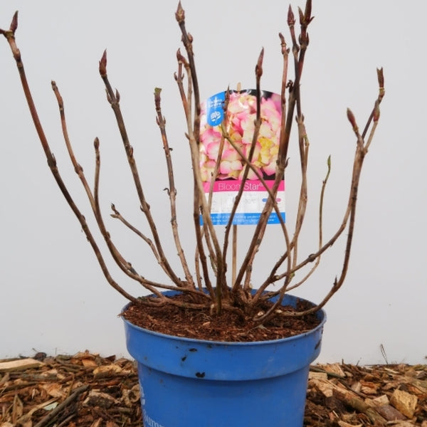 Hydrangea macr. Endl. Summer ® Bloomstar - Pink