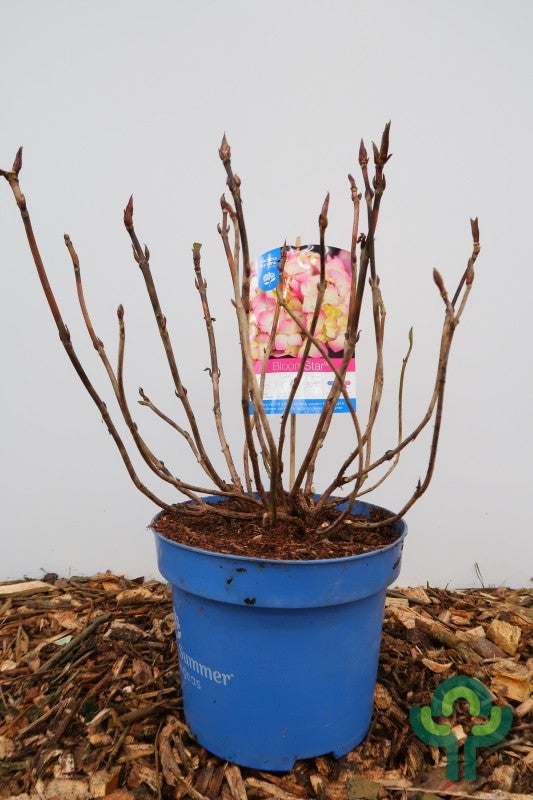 Hydrangea macr. Endl. Summer ® Bloomstar - Pink