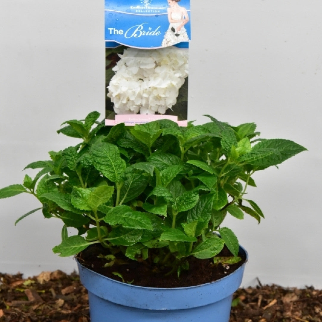 Hydrangea macr. Endl. Summer The Bride ®