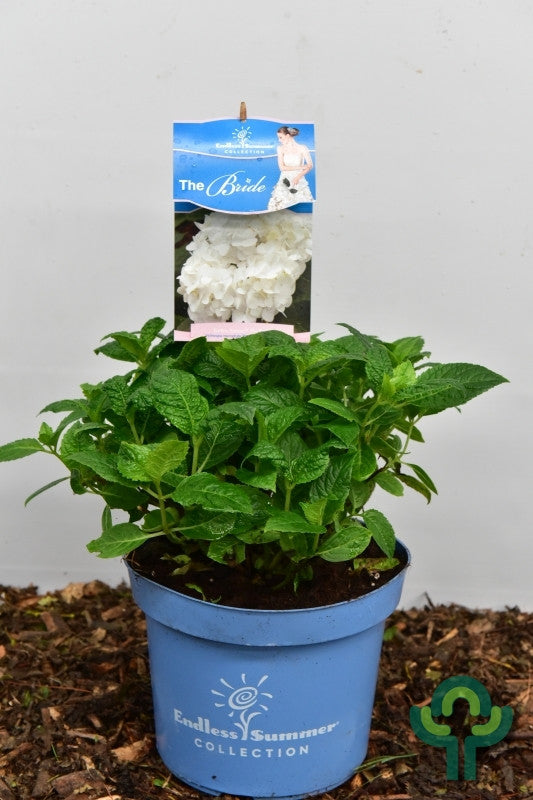 Hydrangea macr. Endl. Summer The Bride ®