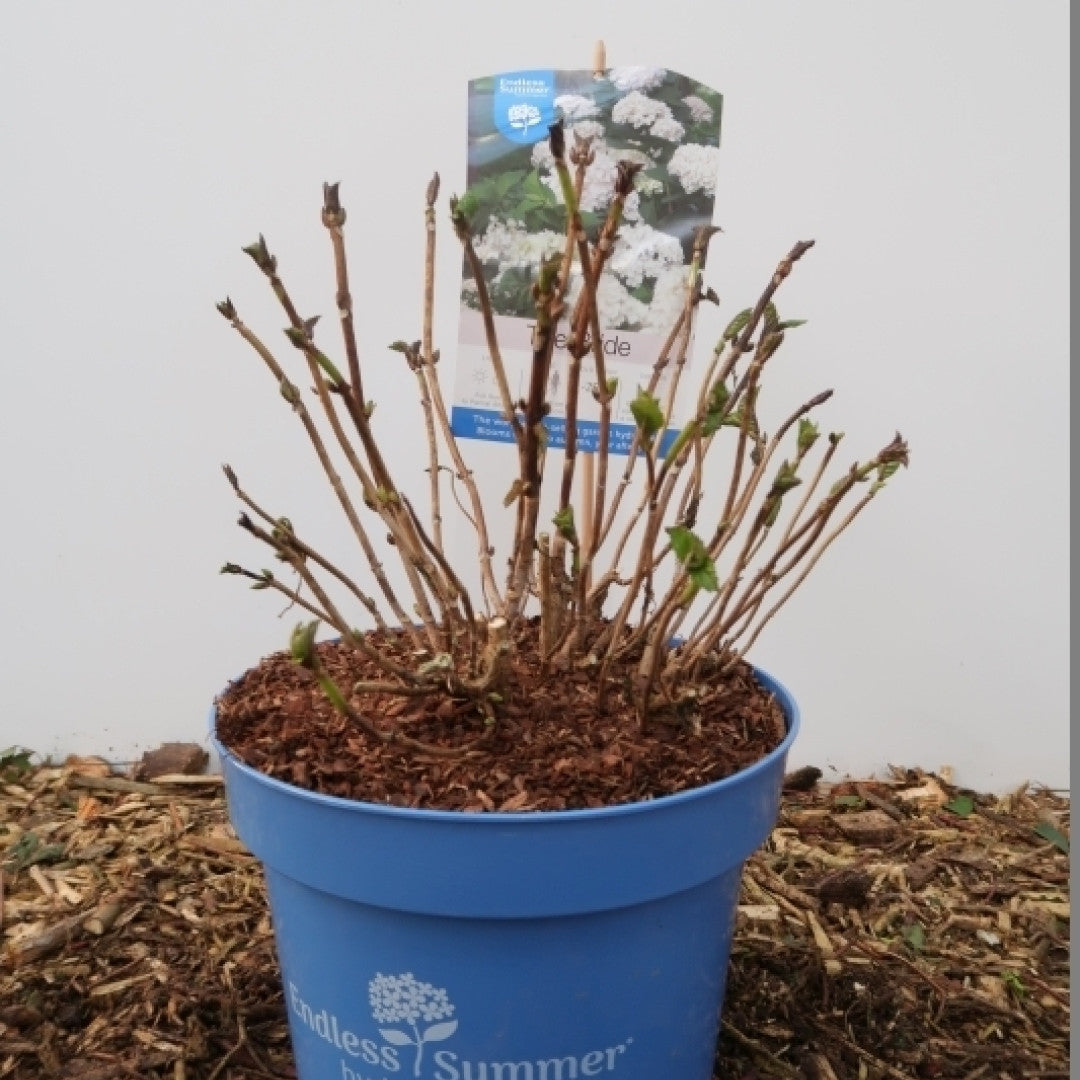 Hydrangea macr. Endl. Summer The Bride ®