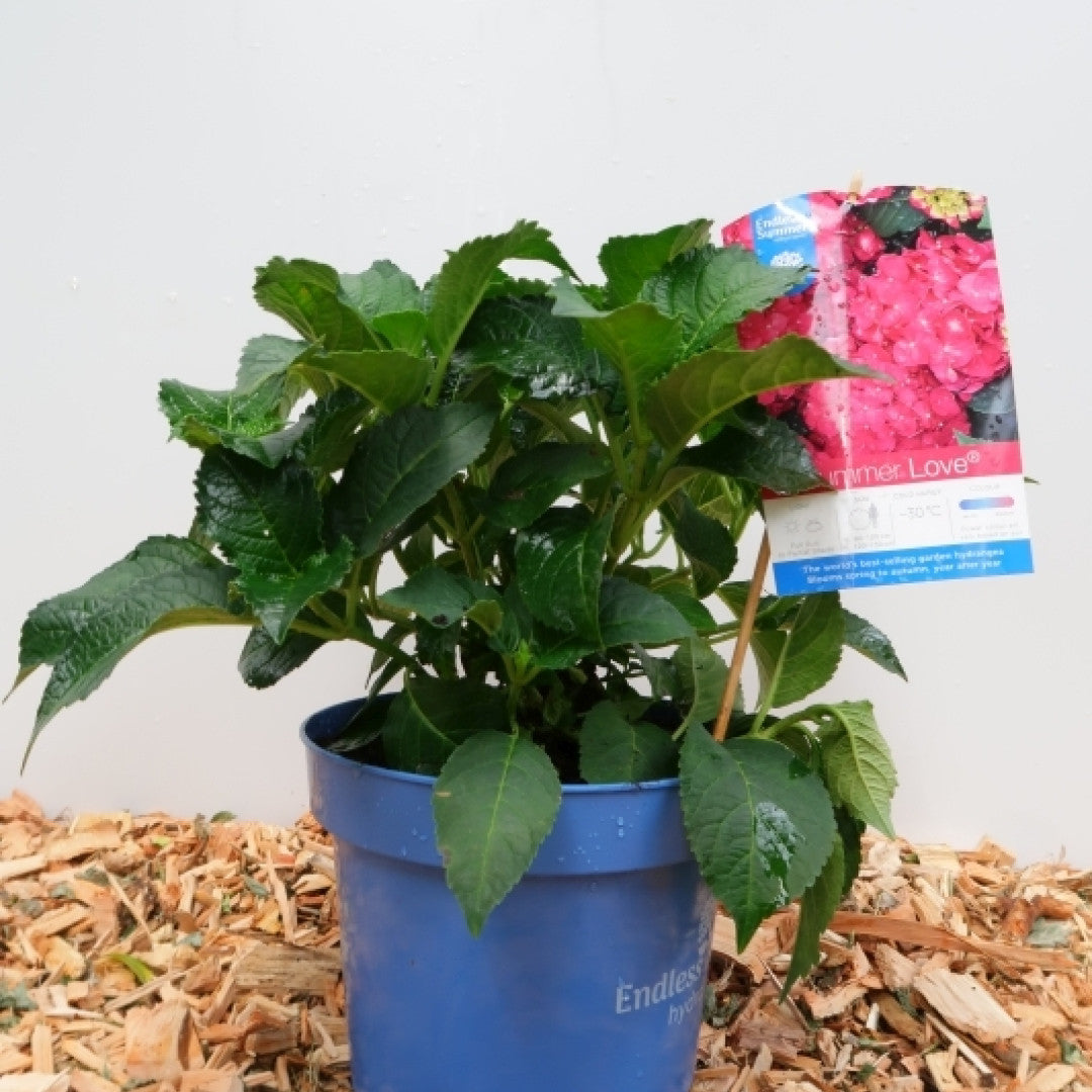 Hydrangea macr. Endl. Summer 'Summer Love' ® - Purple