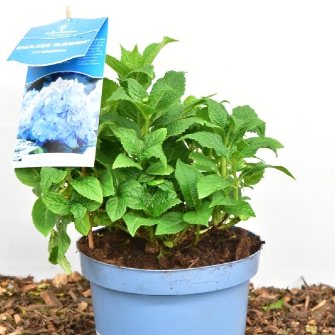 Hydrangea macr. Endl. Summer ® The Original - Blue