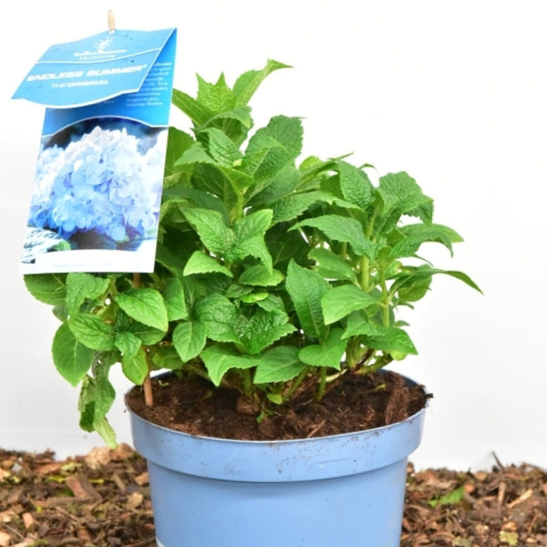 Hydrangea macr. Endl. Summer ® The Original - Blue