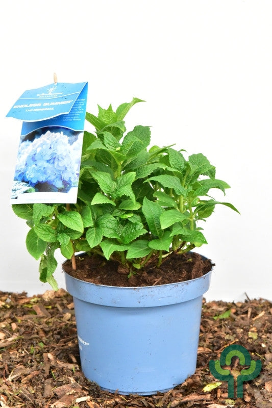 Hydrangea macr. Endl. Summer ® The Original - Blue