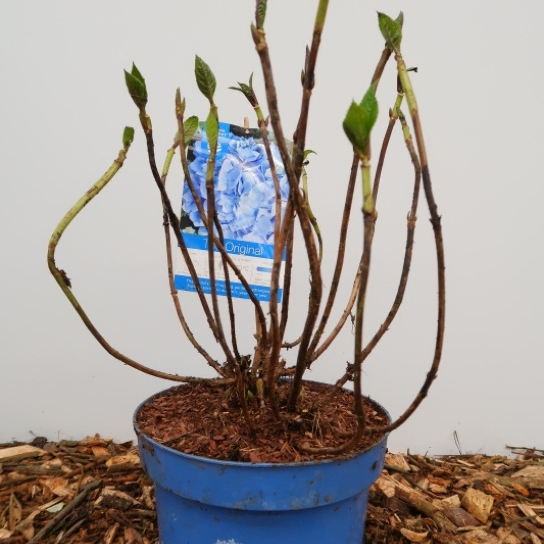 Hydrangea macr. Endl. Summer ® The Original - Blue