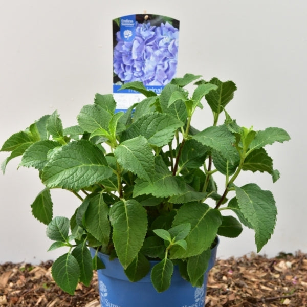 Hydrangea macr. Endless Summer
