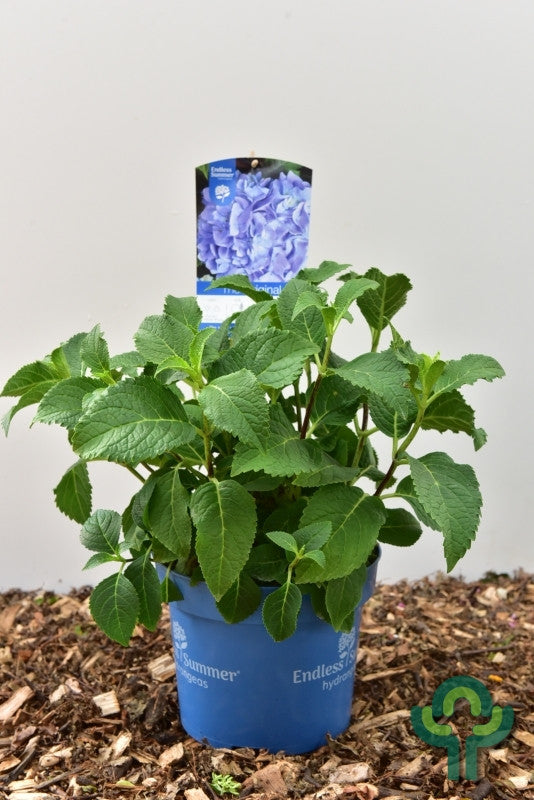 Hydrangea macr. Endless Summer